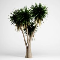 CGAxis Yucca 09 3D Model