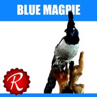 Blue Magpie 3D Model