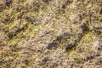 Grass 3D Model