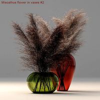 Miscanthus flower
