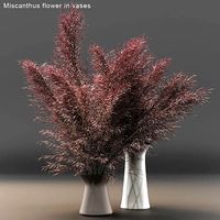 Miscanthus flower