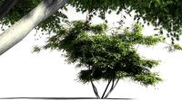 EVERYPlant Japanese Maple 20 -- 11 Models