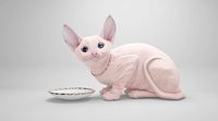 Sphynx cat 3d Model