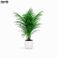 Areca Palm
