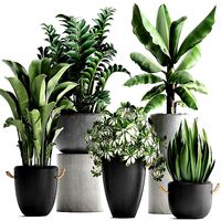 Collection of Exotic Plants 392