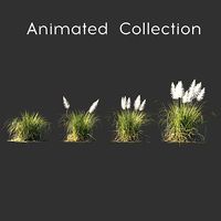 Cortaderia selloana wind animated collection