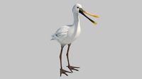 spoonbill