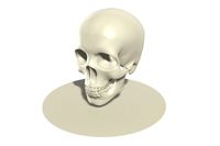 Skull