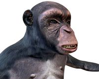 Chimpanzee Rigged