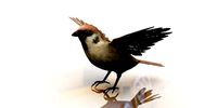 sparrow bird 3d model