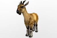 Markhor