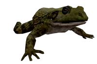 Giant Bullfrog