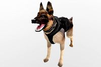 German Shepherd