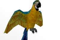 Macaw