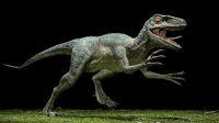Velociraptor