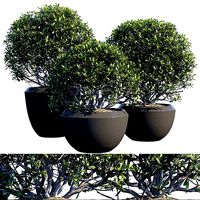 Plant in pots 01