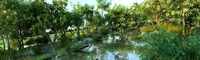 Urban Rainforest 06