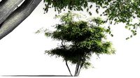 EVERYPlant Japanese Maple 05 -- 11 Models