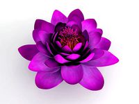 Water Lily Flower