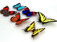 6 Butterflies