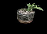 Plant in Pot With Dirt