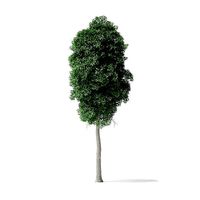 Boxelder Maple Tree 3D Model 11m