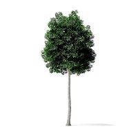 Boxelder Maple Tree 3D Model 8m