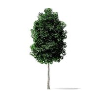 Boxelder Maple Tree 3D Model 5m