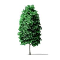 American Basswood Tree 3D Model 10m