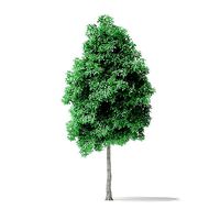 American Basswood Tree 3D Model 6m