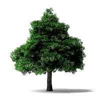 White Ash Tree 3D Model 7m