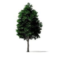 White Ash Tree 3D Model 10m