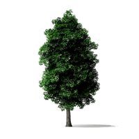 White Ash Tree 3D Model 8m