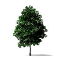 White Ash Tree 3D Model 4m