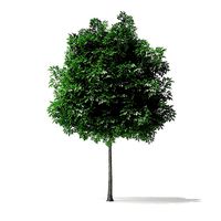 White Ash Tree 3D Model 3m