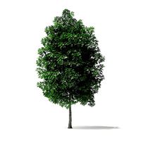 White Ash Tree 3D Model 4m