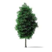 Green Ash Tree 3D Model 7m
