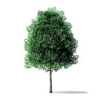 Green Ash Tree 3D Model 4m