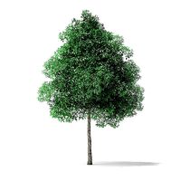 Green Ash Tree 3D Model 6m