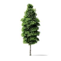 Red Alder Tree 3D Model 14m