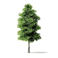 Red Alder Tree 3D Model 7m