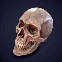 Skull