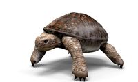 Tortoise