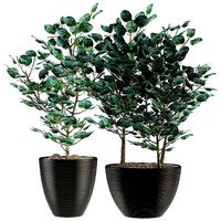 Exotic Plants