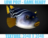 Puffer fish