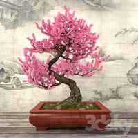 Sakura Bonsai