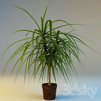 Pot dracaena