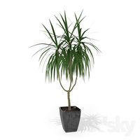 Dracaena