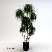 Dracaena
