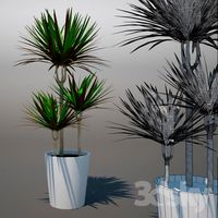 Dracaena